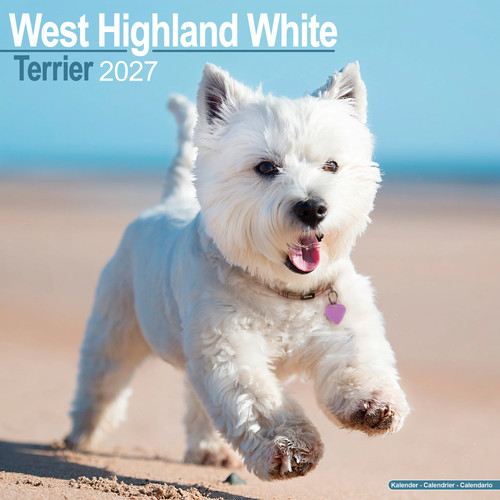 West highland terrier - terrier, 2027