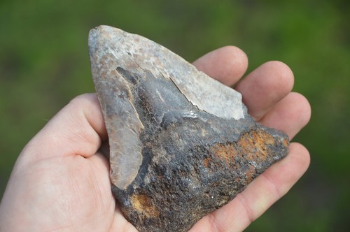 Lovely genuine megalodon - lovely,