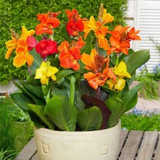 6 x Canna Dwarf Mix Bulbs -