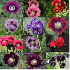 Multi Mix colors Poppy seeds