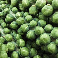 Brussel Sprout Vegetable Plant