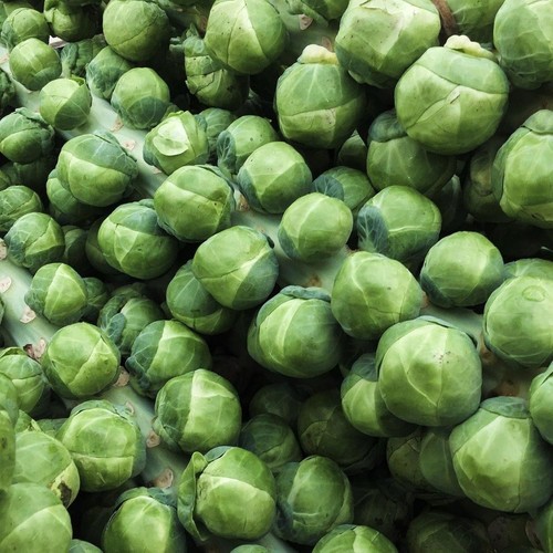 Brussel sprout vegetable plant - sprout,