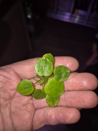 Amazon frogbit floating - x8,