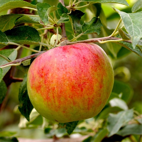 Dwarf patio fiesta apple - fiesta, tree