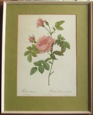 P.J. Redoute / Lemaire Stipple