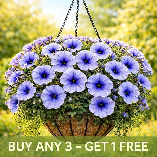 Petunia seeds grandiflora - |,