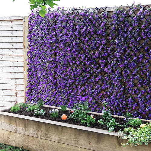 Violet expanding trillis - violet,