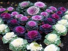 25 Ornamental Cabbage Seeds  - Autumn & Winter 