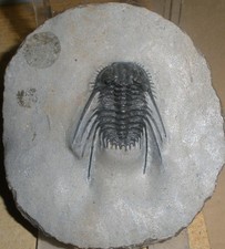 Trilobite LEONASPIS