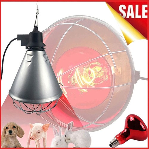 Infrared heat lamp poultry - heat,