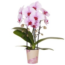 Orchid Phalaenopsis Niagara Fall Pink Moth Orchid Real Indoor House Plant in Pot