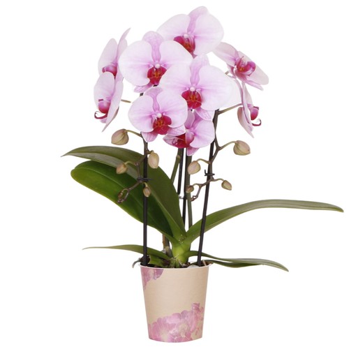 Orchid phalaenopsis niagara - orchid,