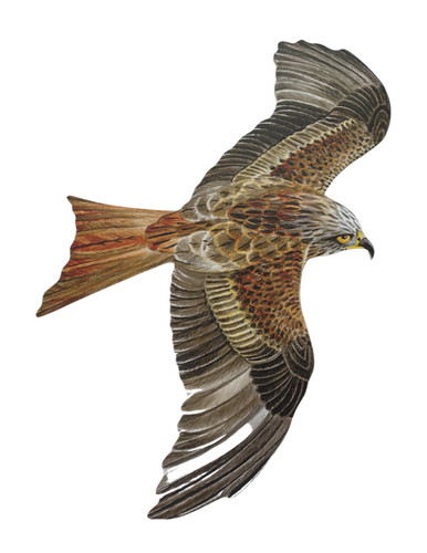 Red kite plaque - kites,