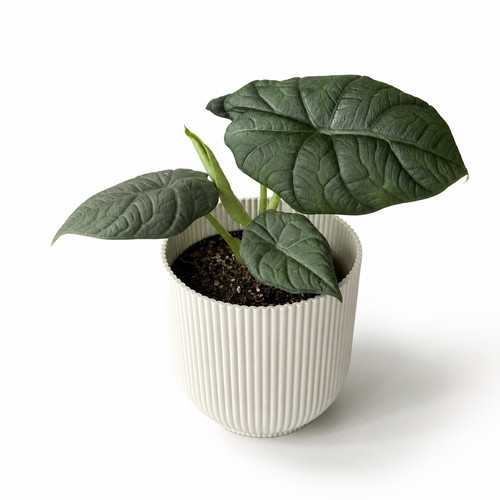 Alocasia maharani grey - maharani, dragon