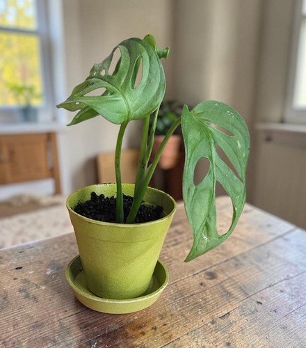 Monstera adansonii swiss - adansonii,