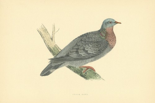 Stock dove morris - dove., british