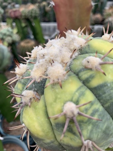Rare variegated gymnocalycium - variegated,
