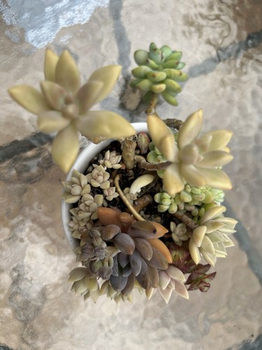 Mixed succulents which may - which,
