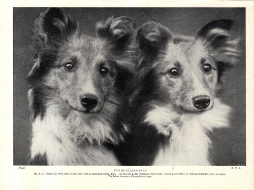1930s antique shetland - 1930s,