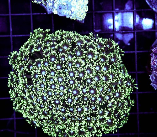 Green goniopora colony wysiwyg - green,