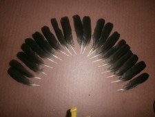 20 SMALL CARRION CROW WING