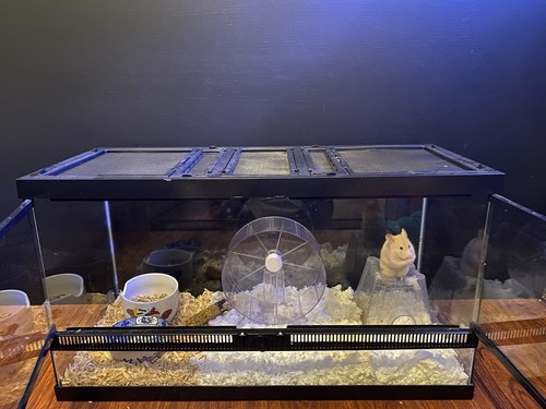 Glass hamster cage - hamster,