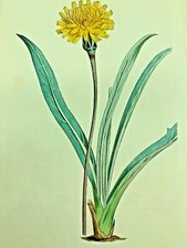 GLAUCOUS-LEAVED TROXIMON