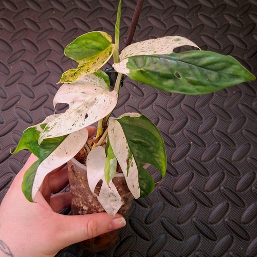 Rare epipremnum pinnatum - rare,