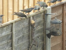 5kg Utterly Peanut Butterly