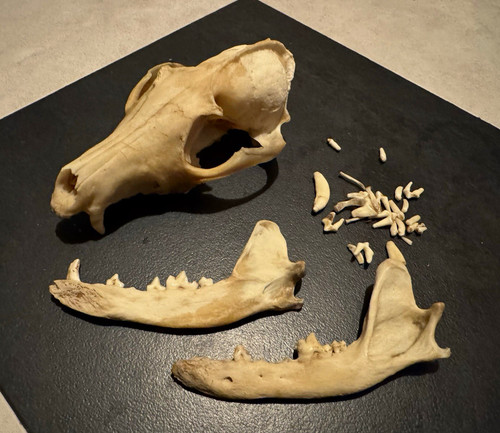 Large fox skull taxidermy - fox,
