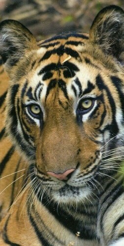 World wild life - life, bengal