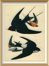 Original c1947 Lithograph Bird