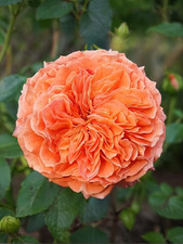 Rose Orangerie, 4L Pot, Fully
