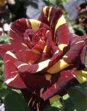 Abracadabra Bush Rose Plant