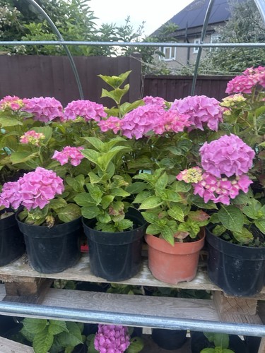 Hydrangeas plant pink - hydrangeas,