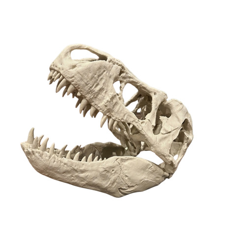 Rex skull replica printed - replica,