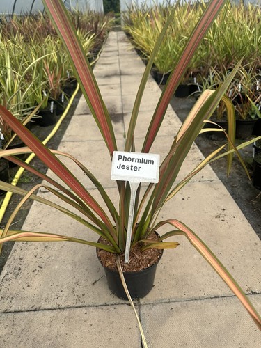 Phormium jester new - phormium, 'jester'