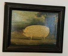 Vintage Antique Pig Picture