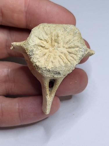 Hadrosaur vertebra fossil - vertebra,