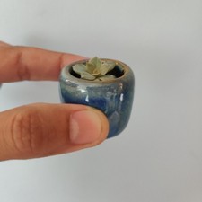 Minuscule Echeveria Lilacina