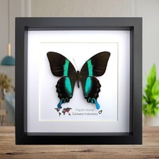 Papilio blumei fruhstorferi