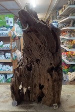Large mangrove 56cm - large,