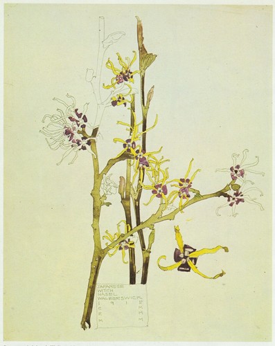 Japanese witch hazel - japanese,