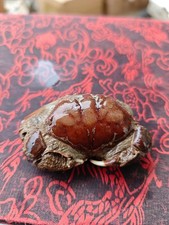 Cretaceous natural crab