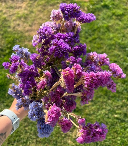 Sea lavender dried flower - dried,