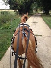 small horse / pony black webbed harness including blinkered bridle and bit