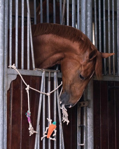Qhp horse toy box - qhp,