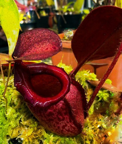 Nepenthes rajah extremely - 🌱,
