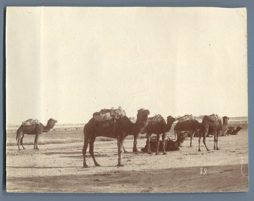 Algeria biskra camel caravan - biskra,,