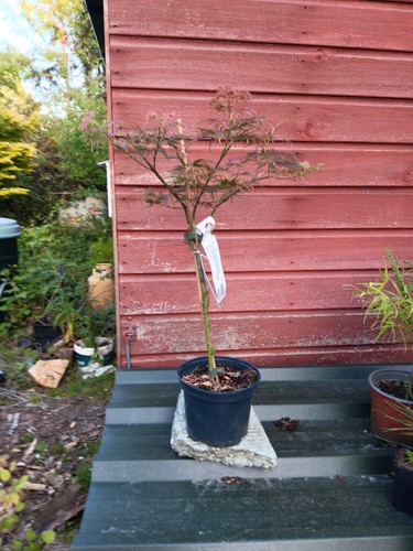 Acer palmatum dissectum